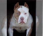 Small Photo #1 American Bully Puppy For Sale in FRANKLIN, KY, USA