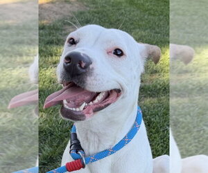 American Staffordshire Terrier-Boxer Mix Dogs for adoption in Lake Forest, CA, USA