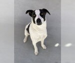 Cilantro - Female Labrador Retriever Dog for Adoption - Small photo