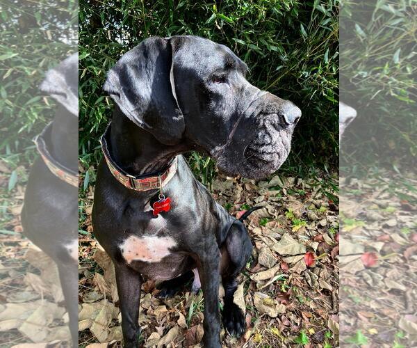 Medium Photo #3 Great Dane Puppy For Sale in Huntersville, NC, USA