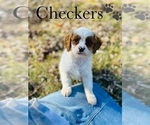 Small Photo #6 Cavapoo Puppy For Sale in MURFREESBORO, TN, USA