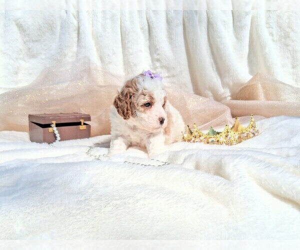 Medium Photo #102 Goldendoodle (Miniature) Puppy For Sale in GASTONIA, NC, USA