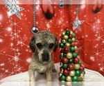 Small Photo #1 Cockapoo Puppy For Sale in MONTPELIER, OH, USA