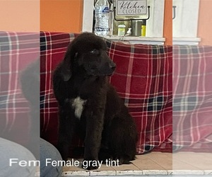 Newfoundland Puppy for Sale in AURORA, Indiana USA