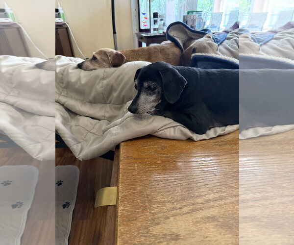 Medium Photo #3 Dachshund-Unknown Mix Puppy For Sale in Tampa, FL, USA