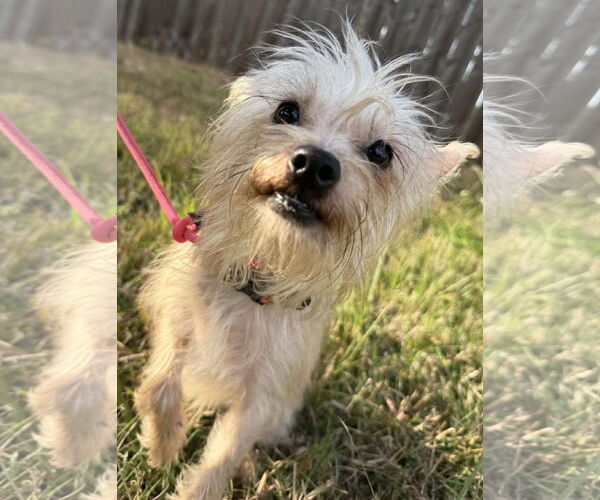 Medium Photo #3 Mutt Puppy For Sale in Sanford, FL, USA