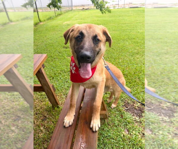 Medium Photo #7 Mutt Puppy For Sale in San Leon, TX, USA