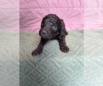 Small #1 Saint Berdoodle