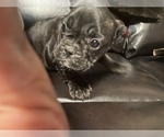 Small Photo #5 French Bulldog Puppy For Sale in TOWSON, MD, USA