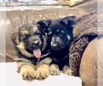 Small Photo #12 German Shepherd Dog Puppy For Sale in BRIGHTON, CO, USA