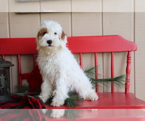 Cavapoo Puppy for sale in SHILOH, OH, USA