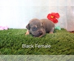Puppy Puppy 3 Black American Bully