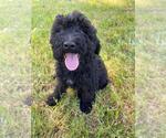 Small Photo #7 Mastidoodle Puppy For Sale in GALT, CA, USA