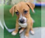 Small Mutt