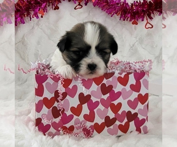 Medium Photo #2 Zuchon Puppy For Sale in ARTHUR, IL, USA