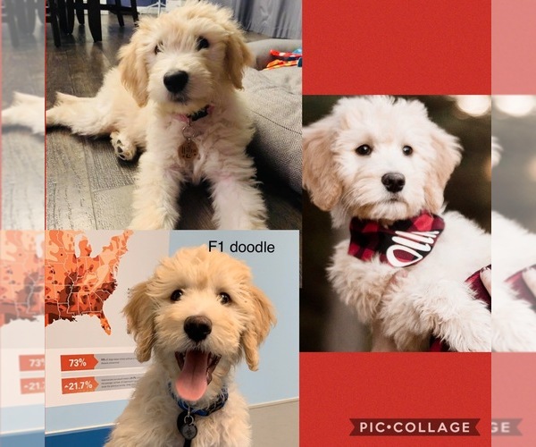 Medium Photo #3 Goldendoodle Puppy For Sale in FREDERICKTOWN, MO, USA