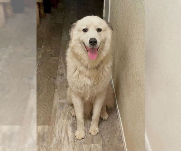 Medium Photo #1 Great Pyrenees Puppy For Sale in Bend, OR, USA