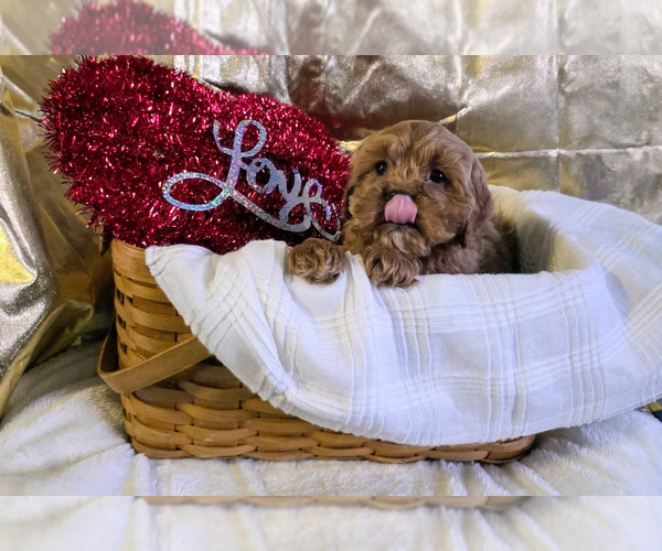 Medium Photo #3 Cockapoo (Miniature) Puppy For Sale in GAP, PA, USA