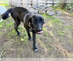 Small #2 Labrador Retriever Mix