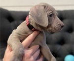 Small #2 Weimaraner