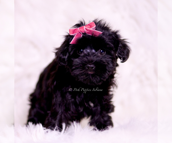 Medium Photo #17 Yorkipoo Puppy For Sale in WARSAW, IN, USA