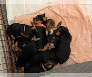 Yorkshire Terrier Puppy for sale in STATESVILLE, NC, USA