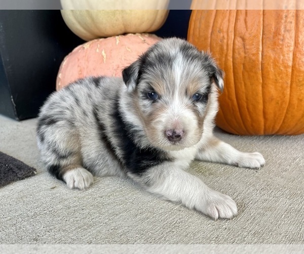 Medium Photo #1 Australian Shepherd Puppy For Sale in LODA, IL, USA