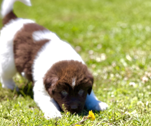 Medium Photo #16 Newfoundland Puppy For Sale in BRADYVILLE, TN, USA