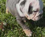 Puppy Baroness Soraya Bulldog