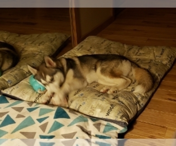 Medium Photo #1 Siberian Husky Puppy For Sale in RENO, NV, USA