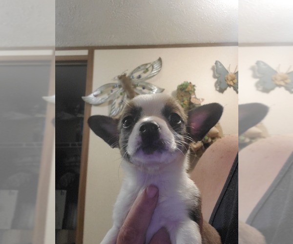Medium Photo #1 French Bulldog-Pembroke Welsh Corgi Mix Puppy For Sale in DEFUNIAK SPRINGS, FL, USA