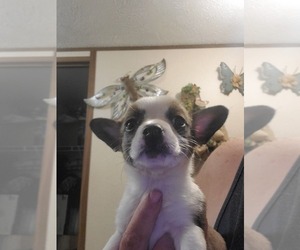 French Bulldog-Pembroke Welsh Corgi Mix Puppy for sale in DEFUNIAK SPRINGS, FL, USA