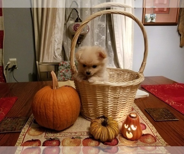Medium Photo #3 Pomeranian Puppy For Sale in CHEYENNE, WY, USA