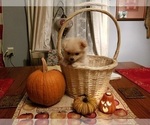 Small Photo #3 Pomeranian Puppy For Sale in CHEYENNE, WY, USA