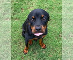 Small #1 Rottweiler