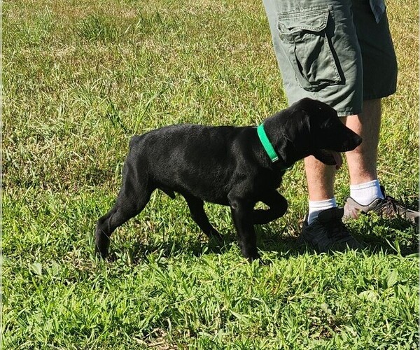 Medium Photo #15 Labrador Retriever Puppy For Sale in MERIDEN, KS, USA