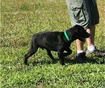 Small Photo #15 Labrador Retriever Puppy For Sale in MERIDEN, KS, USA