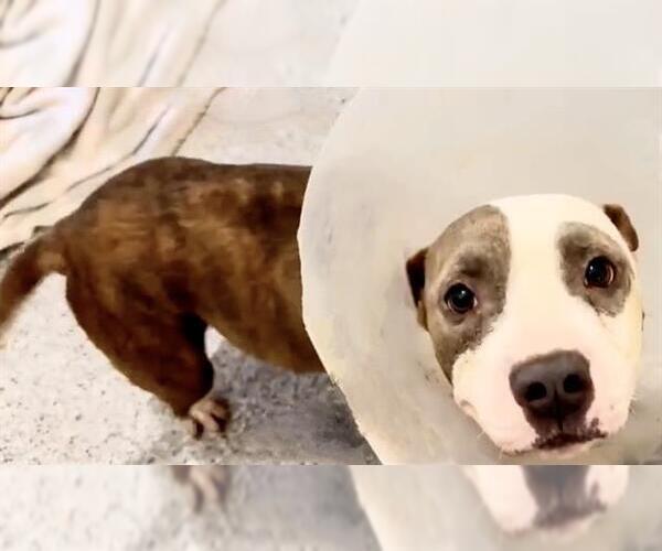 Medium Photo #3 Mutt Puppy For Sale in Houston, TX, USA