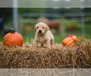 Labrador Retriever Puppy for sale in MAYSVILLE, GA, USA