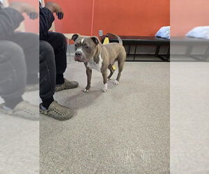 Mutt Dogs for adoption in Louisville, KY, USA