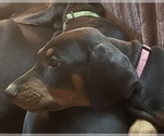 Small #2 Doberman Pinscher