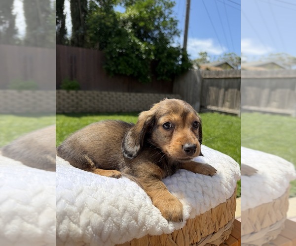 Medium Photo #6 Dachshund Puppy For Sale in NORTH HIGHLANDS, CA, USA