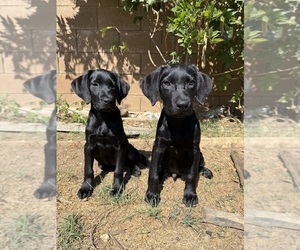 Labrador Retriever Puppy for sale in BEAUMONT, CA, USA