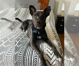 Mavi Lizman - Female Mutt Dog for Adoption - Photo #10