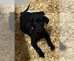 Puppy 4 Labrador Retriever