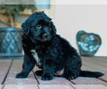Small #4 Australian Retriever