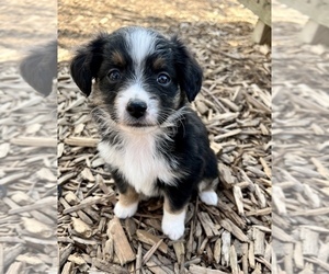 Miniature Australian Shepherd Puppy for sale in MC LEAN, IL, USA