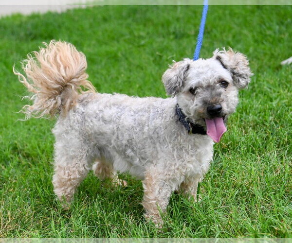Medium Photo #2 Mutt Puppy For Sale in Glen Allen, VA, USA