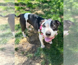 Clarabelle - Female American Pit Bull Terrier-Unknown Mix Dog for Adoption - Photo #8