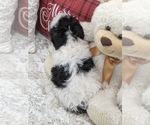 Small Photo #5 Miniature Bernedoodle Puppy For Sale in NORTH LAWRENCE, OH, USA